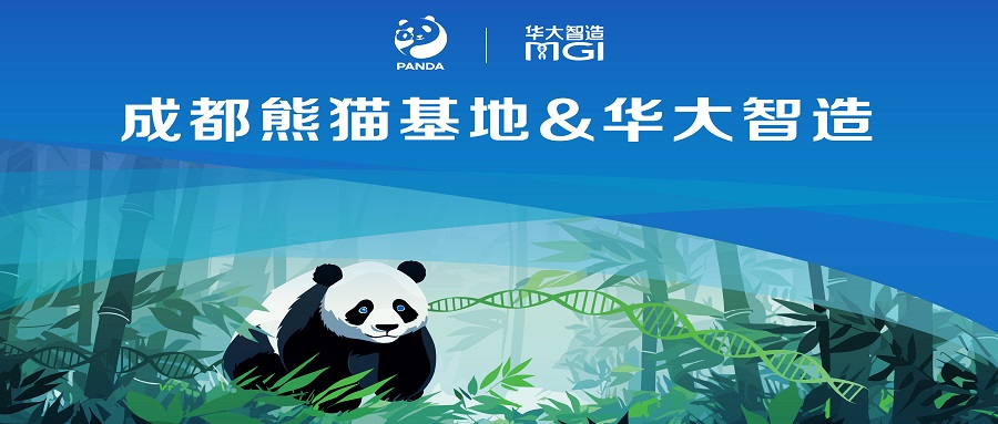 當(dāng)“硬核科技”遇見“軟萌國寶”：成都大熊貓繁育研究基地與華大智造達(dá)成戰(zhàn)略合作！